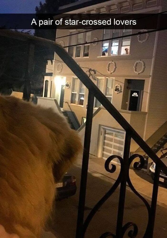 This Page Shares Hilarious And Heartwarming Dog Memes That Are Impossible Not To Smile At (30 Pics)