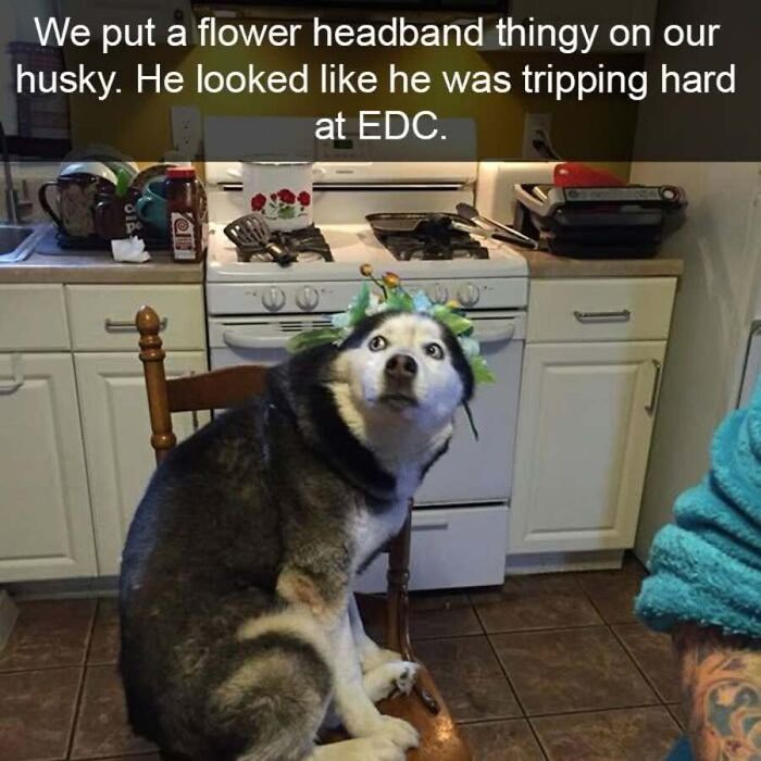 This Page Shares Hilarious And Heartwarming Dog Memes That Are Impossible Not To Smile At (30 Pics)