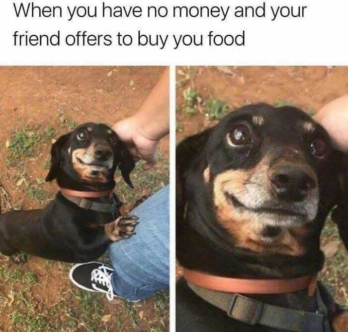 This Page Shares Hilarious And Heartwarming Dog Memes That Are Impossible Not To Smile At (30 Pics)