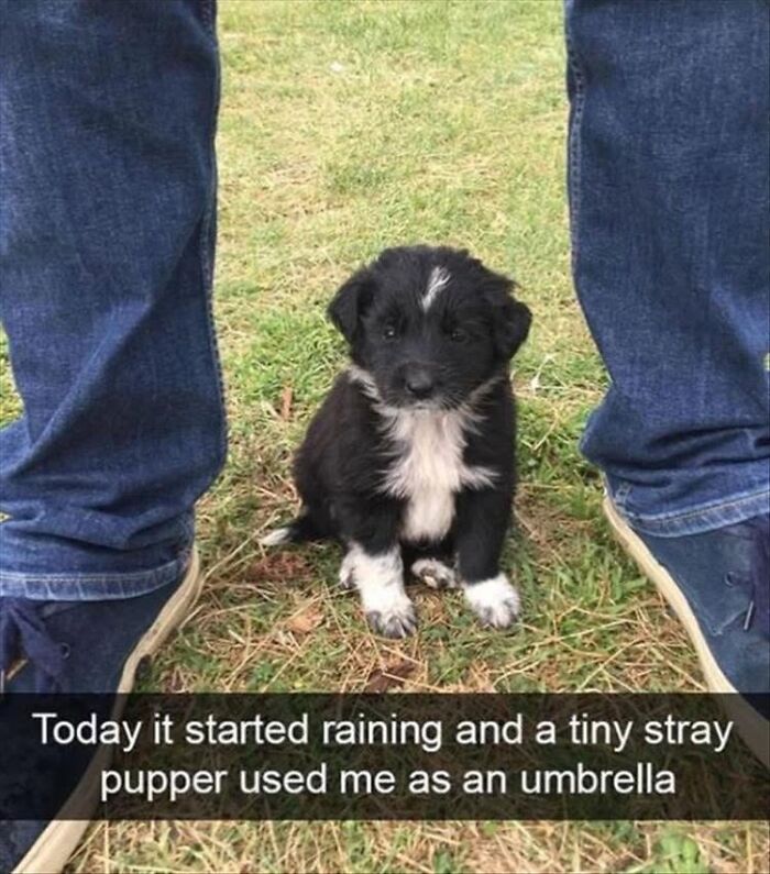This Page Shares Hilarious And Heartwarming Dog Memes That Are Impossible Not To Smile At (30 Pics)