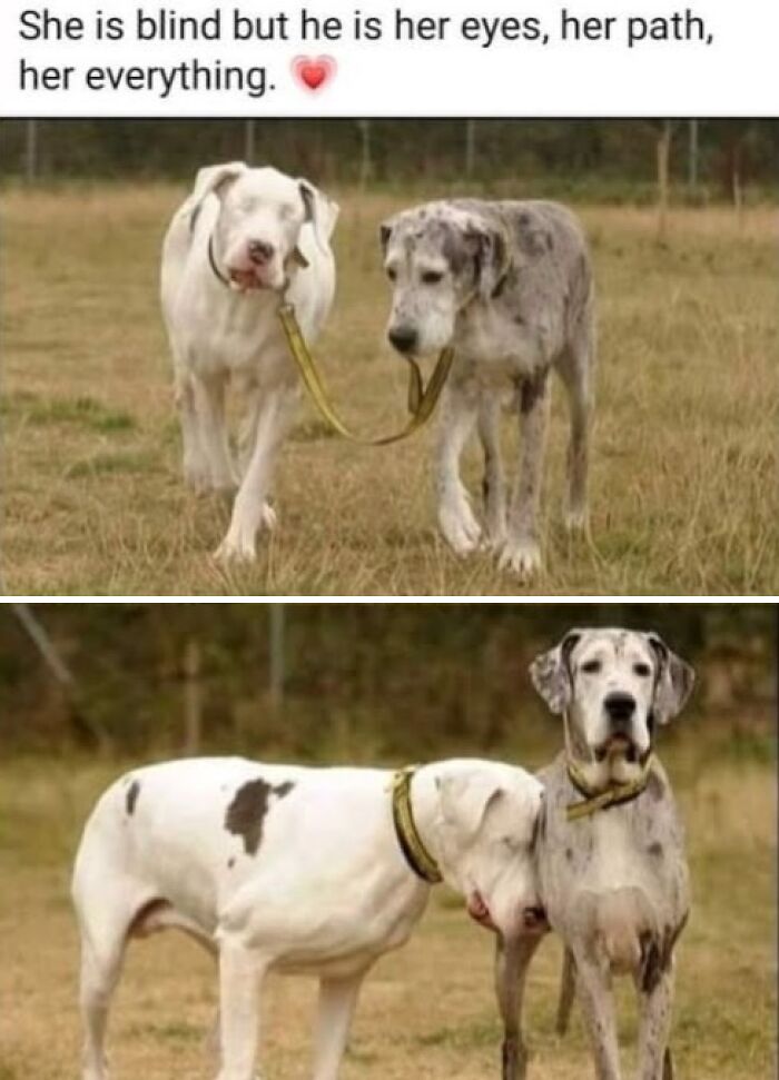 This Page Shares Hilarious And Heartwarming Dog Memes That Are Impossible Not To Smile At (30 Pics)