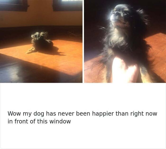 This Page Shares Hilarious And Heartwarming Dog Memes That Are Impossible Not To Smile At (30 Pics)