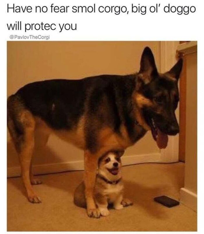 This Page Shares Hilarious And Heartwarming Dog Memes That Are Impossible Not To Smile At (30 Pics)