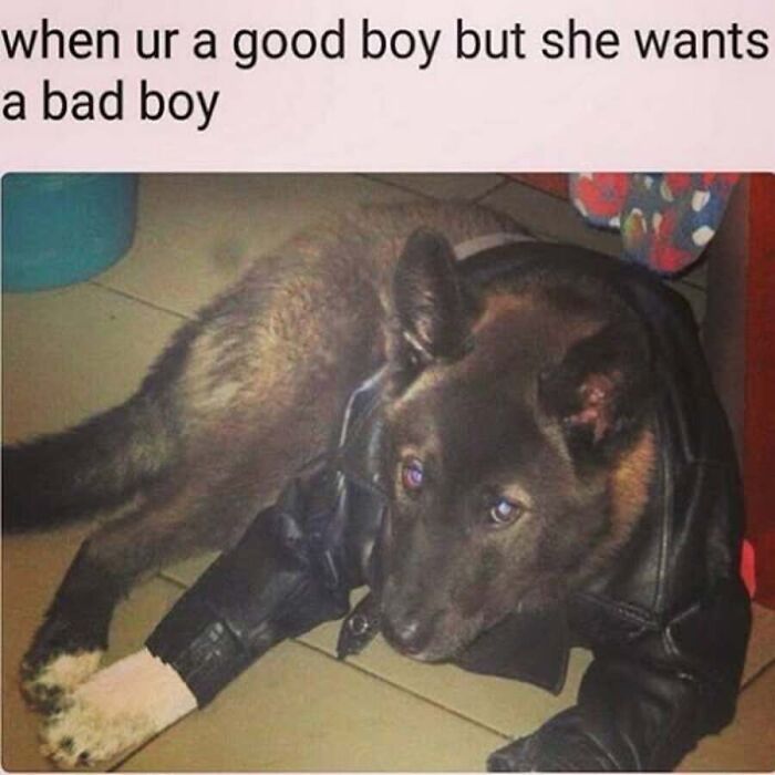 This Page Shares Hilarious And Heartwarming Dog Memes That Are Impossible Not To Smile At (30 Pics)