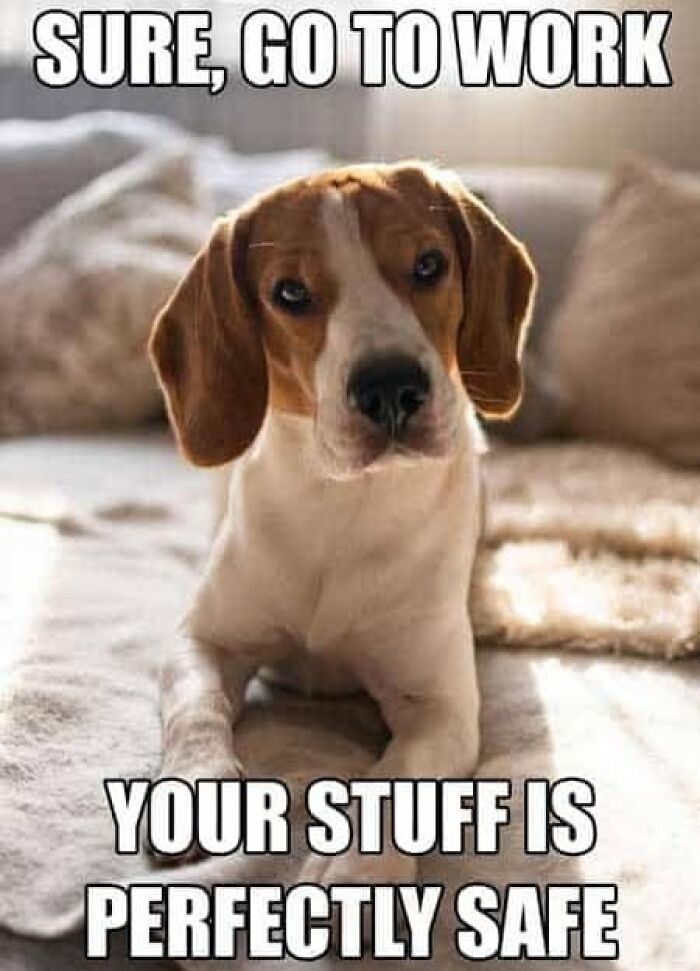 This Page Shares Hilarious And Heartwarming Dog Memes That Are Impossible Not To Smile At (30 Pics)