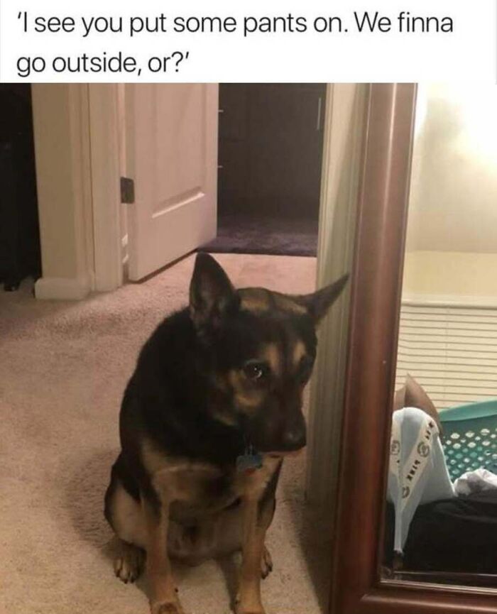 This Page Shares Hilarious And Heartwarming Dog Memes That Are Impossible Not To Smile At (30 Pics)