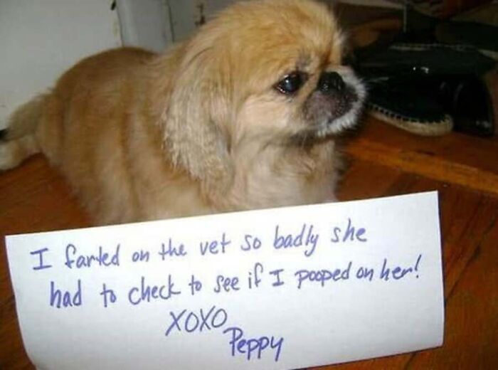 This Page Shares Hilarious And Heartwarming Dog Memes That Are Impossible Not To Smile At (30 Pics)