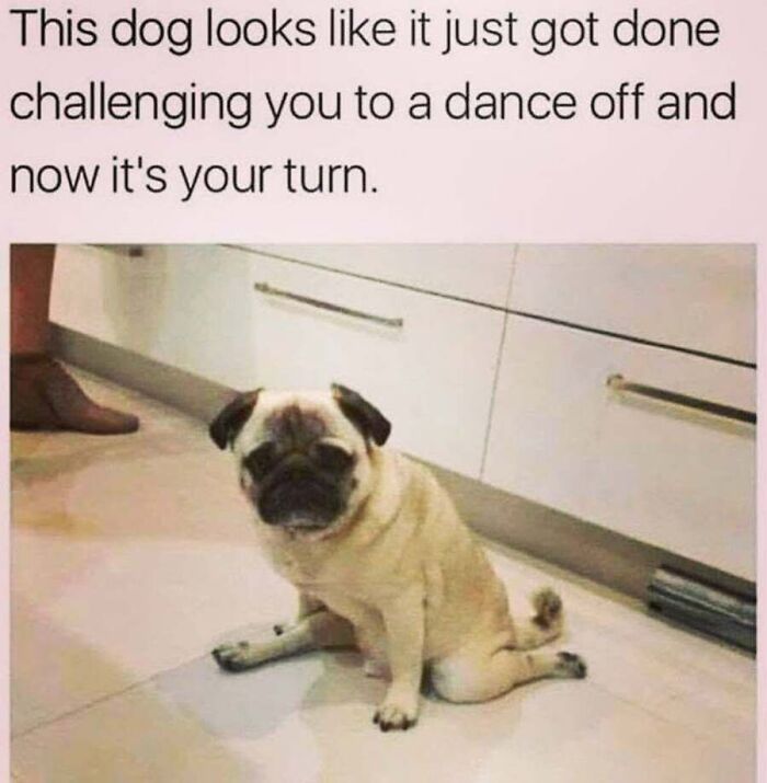 This Page Shares Hilarious And Heartwarming Dog Memes That Are Impossible Not To Smile At (30 Pics)