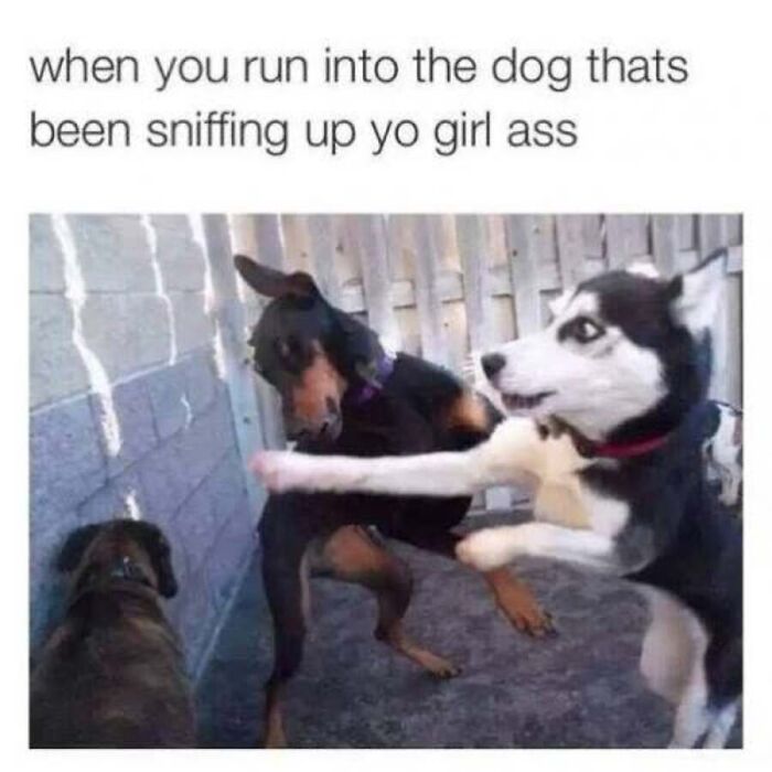 This Page Shares Hilarious And Heartwarming Dog Memes That Are Impossible Not To Smile At (30 Pics)