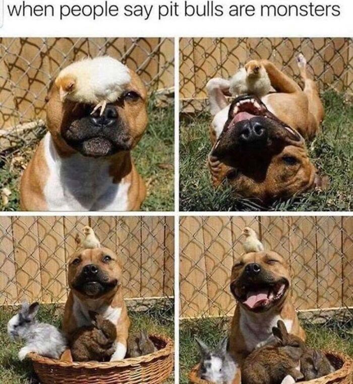 This Page Shares Hilarious And Heartwarming Dog Memes That Are Impossible Not To Smile At (30 Pics)