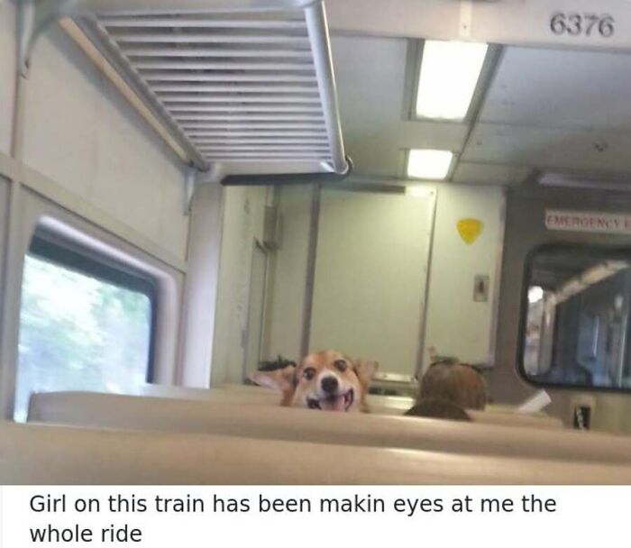 This Page Shares Hilarious And Heartwarming Dog Memes That Are Impossible Not To Smile At (30 Pics)