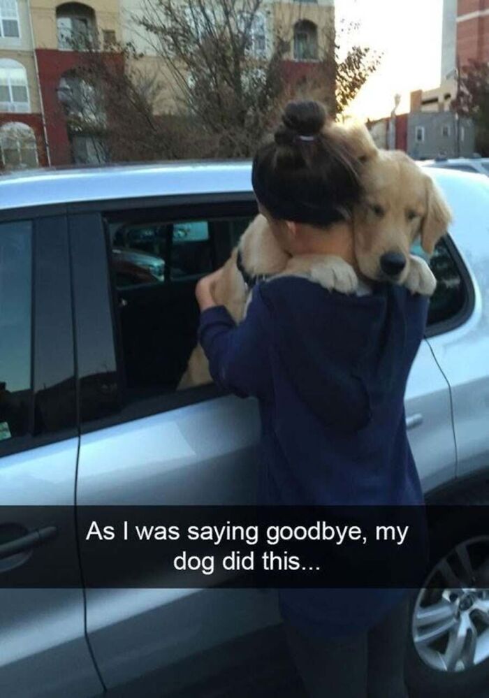 This Page Shares Hilarious And Heartwarming Dog Memes That Are Impossible Not To Smile At (30 Pics)