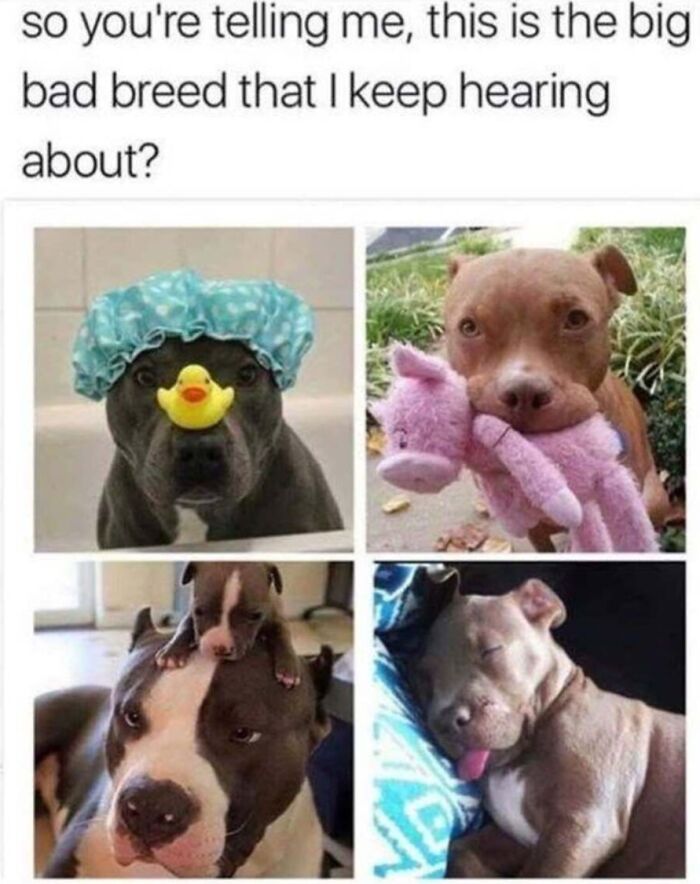 This Page Shares Hilarious And Heartwarming Dog Memes That Are Impossible Not To Smile At (30 Pics)
