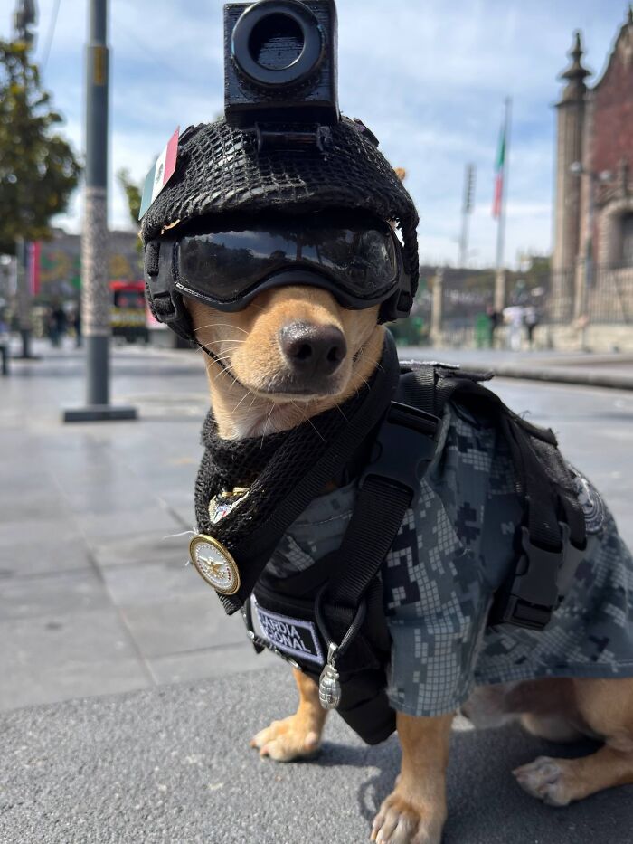 Chihuahua Joins Mexico&rsquo;s National Guard After His Elderly Owners Can No Longer Care For Him