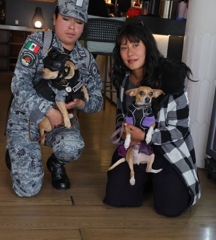 Chihuahua Joins Mexico&rsquo;s National Guard After His Elderly Owners Can No Longer Care For Him