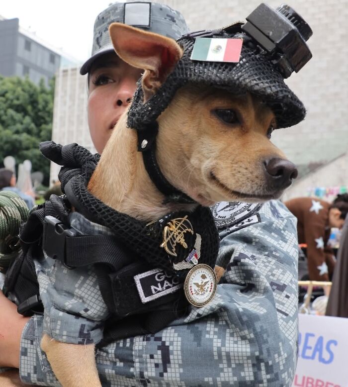 Chihuahua Joins Mexico&rsquo;s National Guard After His Elderly Owners Can No Longer Care For Him