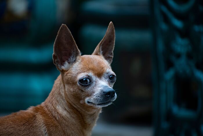 Chihuahua Joins Mexico&rsquo;s National Guard After His Elderly Owners Can No Longer Care For Him