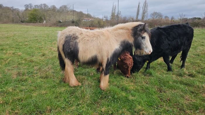 Rescuers Save Neglected Pony Who Grew Up With Cows And Help Him Learn How To Be A Horse Rescuers Save Neglected Pony Who Grew Up With Cows And Help Him Learn How To Be A Horse