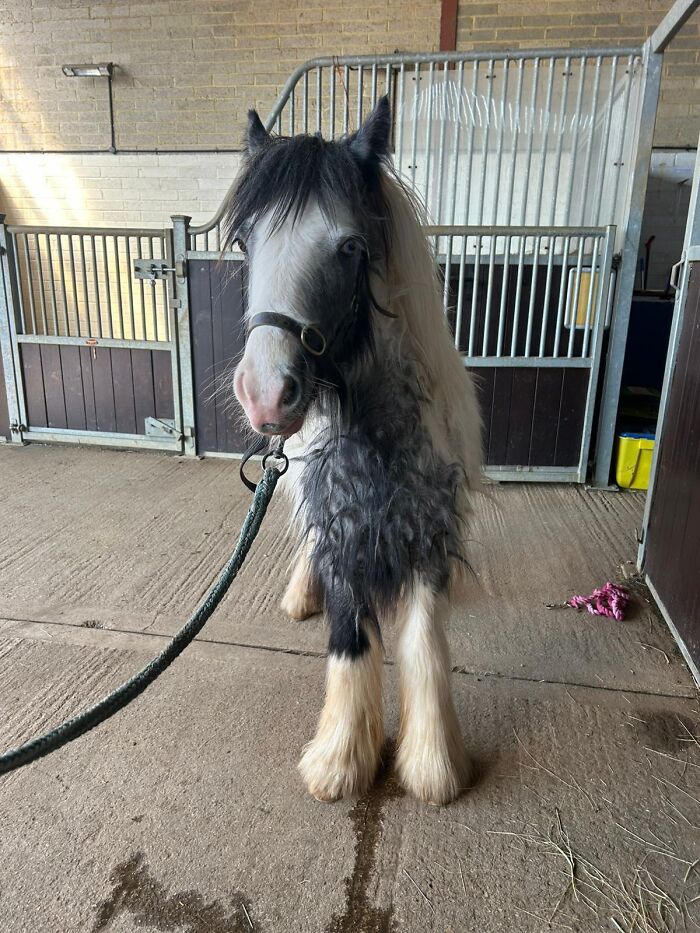 Rescuers Save Neglected Pony Who Grew Up With Cows And Help Him Learn How To Be A Horse Rescuers Save Neglected Pony Who Grew Up With Cows And Help Him Learn How To Be A Horse