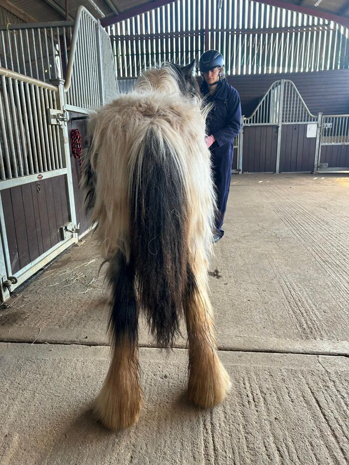 Rescuers Save Neglected Pony Who Grew Up With Cows And Help Him Learn How To Be A Horse Rescuers Save Neglected Pony Who Grew Up With Cows And Help Him Learn How To Be A Horse