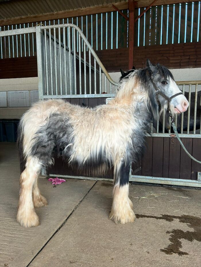 Rescuers Save Neglected Pony Who Grew Up With Cows And Help Him Learn How To Be A Horse Rescuers Save Neglected Pony Who Grew Up With Cows And Help Him Learn How To Be A Horse