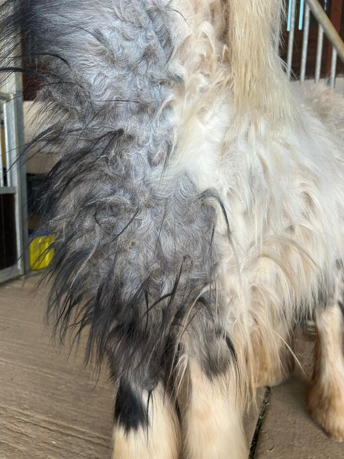Rescuers Save Neglected Pony Who Grew Up With Cows And Help Him Learn How To Be A Horse Rescuers Save Neglected Pony Who Grew Up With Cows And Help Him Learn How To Be A Horse