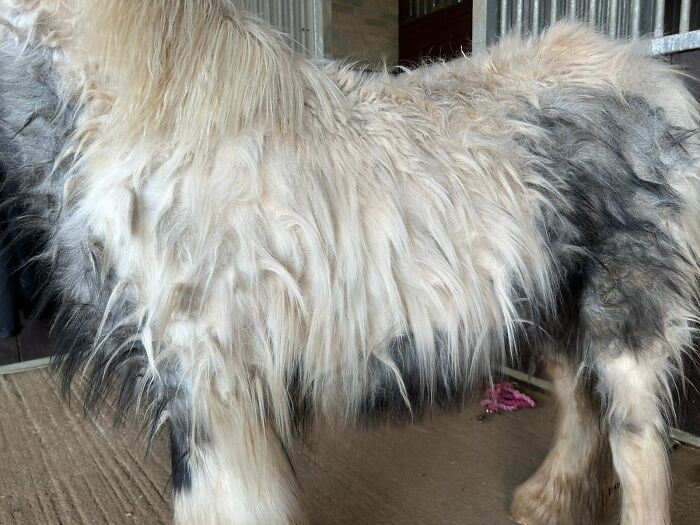 Rescuers Save Neglected Pony Who Grew Up With Cows And Help Him Learn How To Be A Horse Rescuers Save Neglected Pony Who Grew Up With Cows And Help Him Learn How To Be A Horse