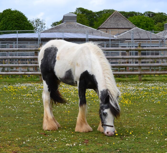 Rescuers Save Neglected Pony Who Grew Up With Cows And Help Him Learn How To Be A Horse Rescuers Save Neglected Pony Who Grew Up With Cows And Help Him Learn How To Be A Horse