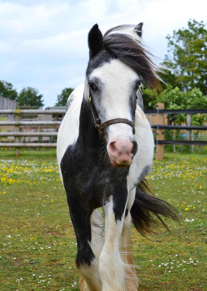 Rescuers Save Neglected Pony Who Grew Up With Cows And Help Him Learn How To Be A Horse Rescuers Save Neglected Pony Who Grew Up With Cows And Help Him Learn How To Be A Horse