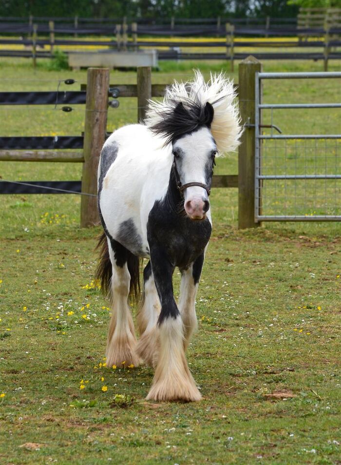 Rescuers Save Neglected Pony Who Grew Up With Cows And Help Him Learn How To Be A Horse Rescuers Save Neglected Pony Who Grew Up With Cows And Help Him Learn How To Be A Horse