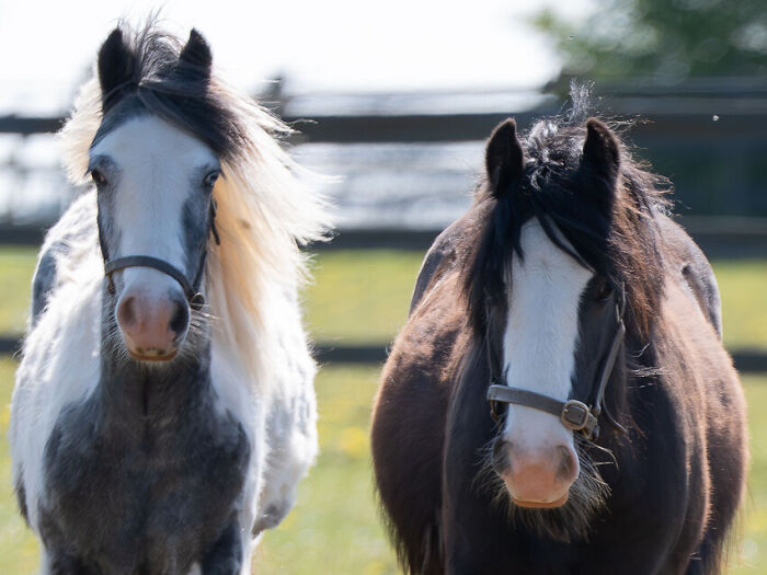 Rescuers Save Neglected Pony Who Grew Up With Cows And Help Him Learn How To Be A Horse Rescuers Save Neglected Pony Who Grew Up With Cows And Help Him Learn How To Be A Horse