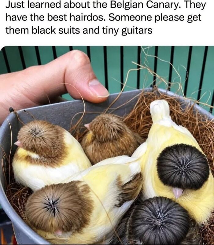 42 Bird Memes Shared By This Page That Prove Birds Are The Internet&rsquo;s Most Underrated Comedians