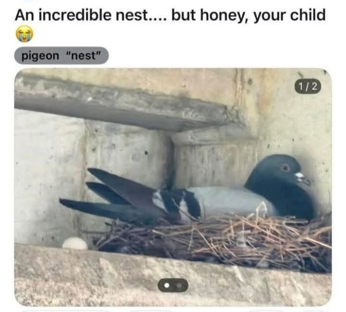 42 Bird Memes Shared By This Page That Prove Birds Are The Internet&rsquo;s Most Underrated Comedians