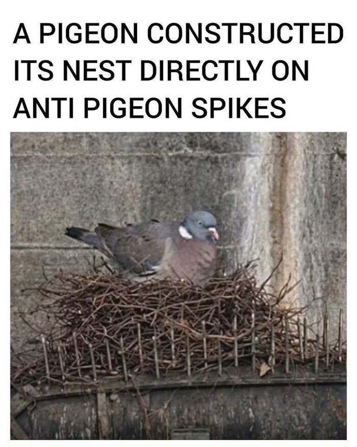 42 Bird Memes Shared By This Page That Prove Birds Are The Internet&rsquo;s Most Underrated Comedians