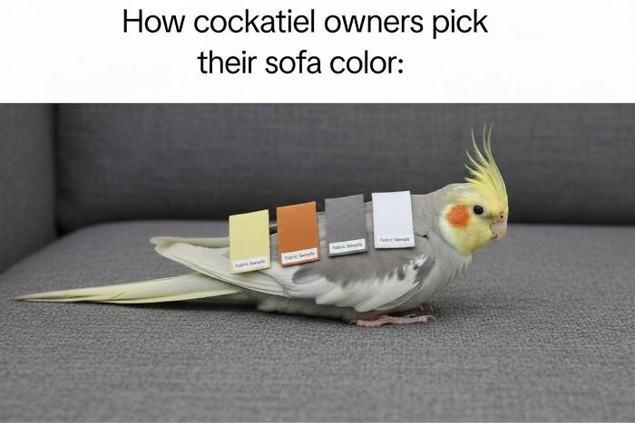 42 Bird Memes Shared By This Page That Prove Birds Are The Internet&rsquo;s Most Underrated Comedians