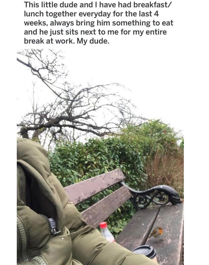 42 Bird Memes Shared By This Page That Prove Birds Are The Internet&rsquo;s Most Underrated Comedians