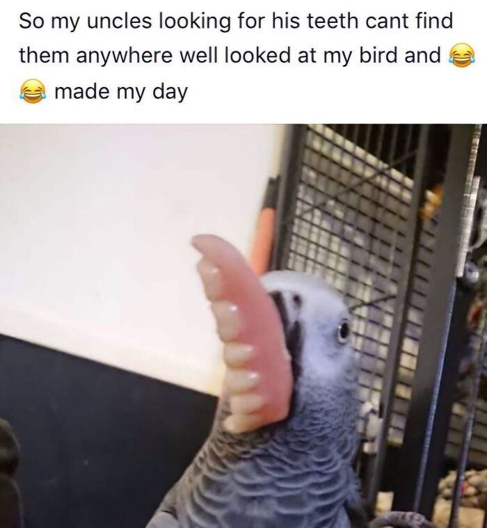 42 Bird Memes Shared By This Page That Prove Birds Are The Internet&rsquo;s Most Underrated Comedians