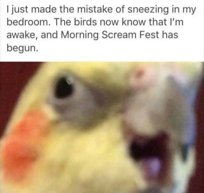 42 Bird Memes Shared By This Page That Prove Birds Are The Internet&rsquo;s Most Underrated Comedians