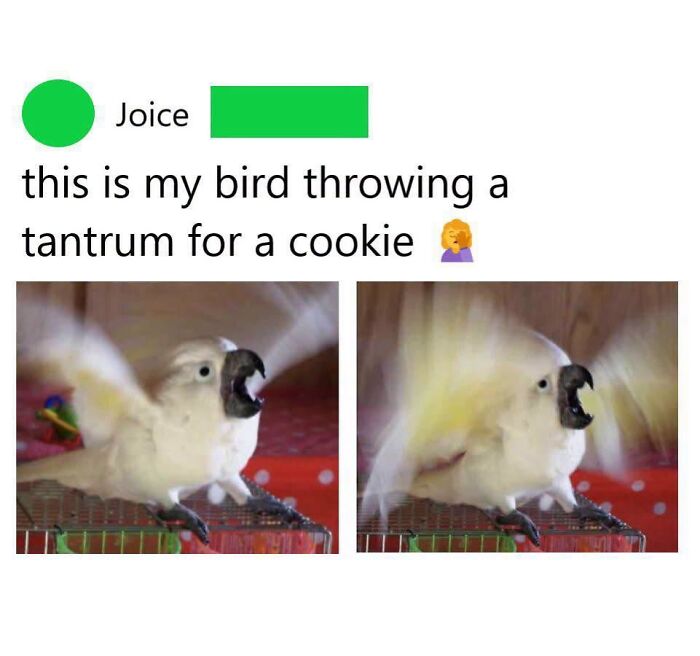 42 Bird Memes Shared By This Page That Prove Birds Are The Internet&rsquo;s Most Underrated Comedians