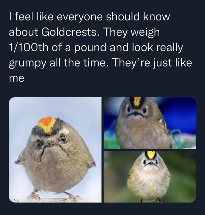 42 Bird Memes Shared By This Page That Prove Birds Are The Internet&rsquo;s Most Underrated Comedians
