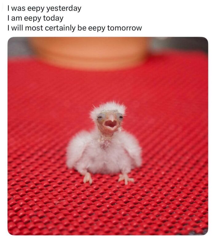 42 Bird Memes Shared By This Page That Prove Birds Are The Internet&rsquo;s Most Underrated Comedians