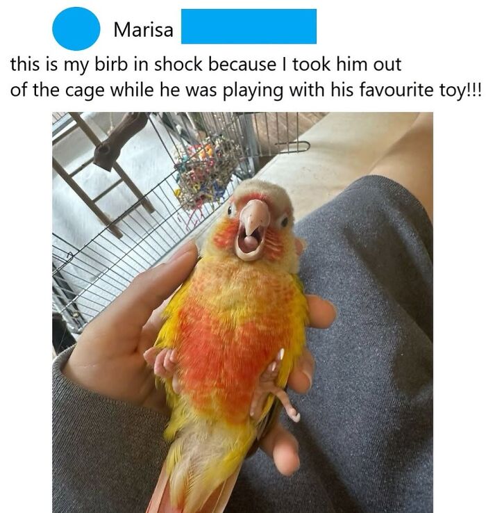 42 Bird Memes Shared By This Page That Prove Birds Are The Internet&rsquo;s Most Underrated Comedians