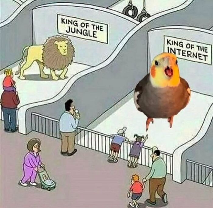 42 Bird Memes Shared By This Page That Prove Birds Are The Internet&rsquo;s Most Underrated Comedians
