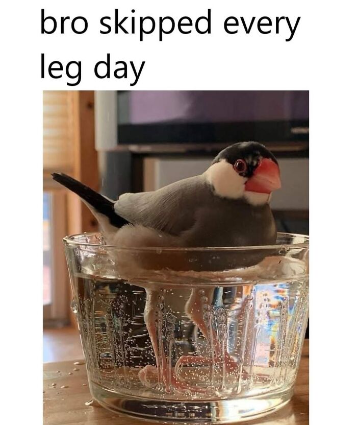 42 Bird Memes Shared By This Page That Prove Birds Are The Internet&rsquo;s Most Underrated Comedians