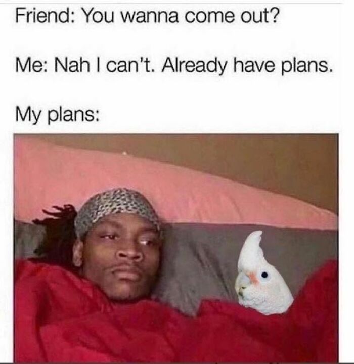 42 Bird Memes Shared By This Page That Prove Birds Are The Internet&rsquo;s Most Underrated Comedians