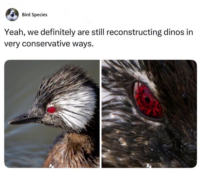 42 Bird Memes Shared By This Page That Prove Birds Are The Internet&rsquo;s Most Underrated Comedians