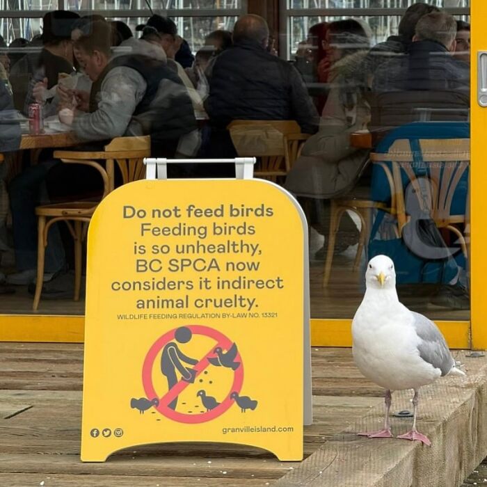 42 Bird Memes Shared By This Page That Prove Birds Are The Internet&rsquo;s Most Underrated Comedians