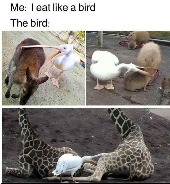 42 Bird Memes Shared By This Page That Prove Birds Are The Internet&rsquo;s Most Underrated Comedians