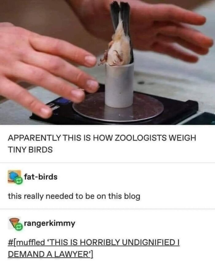 42 Bird Memes Shared By This Page That Prove Birds Are The Internet&rsquo;s Most Underrated Comedians