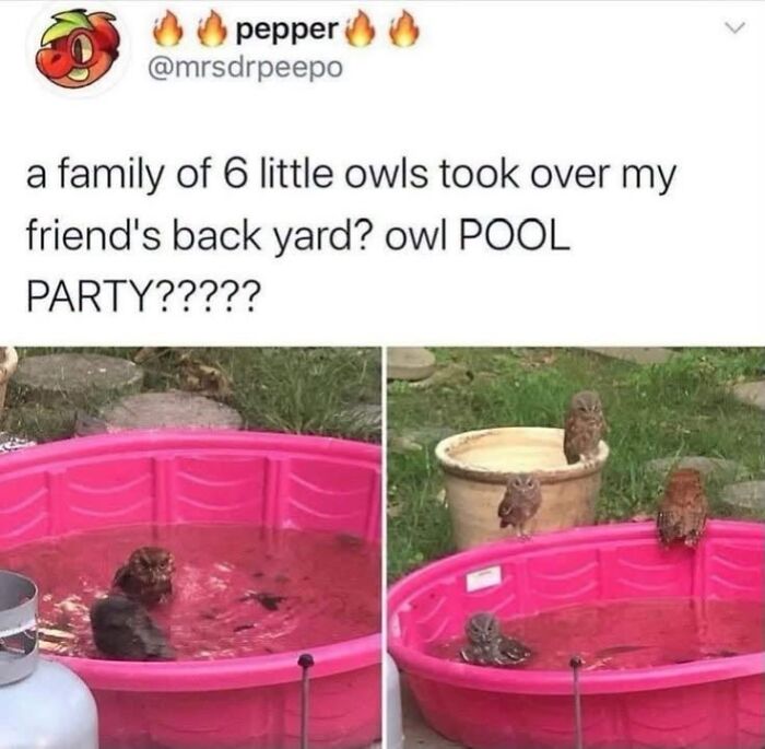 42 Bird Memes Shared By This Page That Prove Birds Are The Internet&rsquo;s Most Underrated Comedians